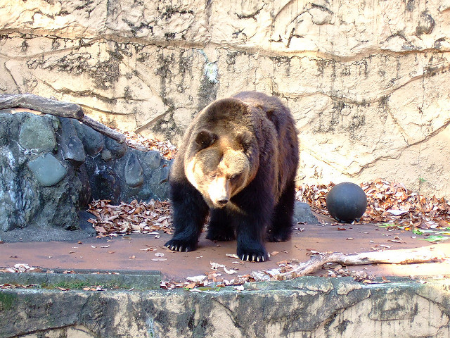 多摩動物園-熊